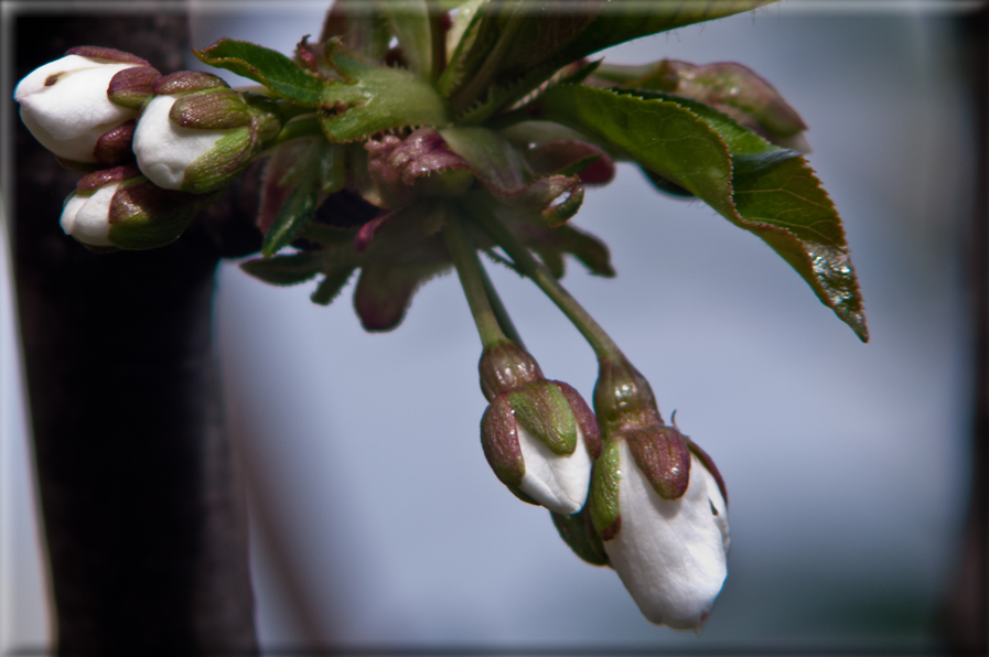 foto Fiori